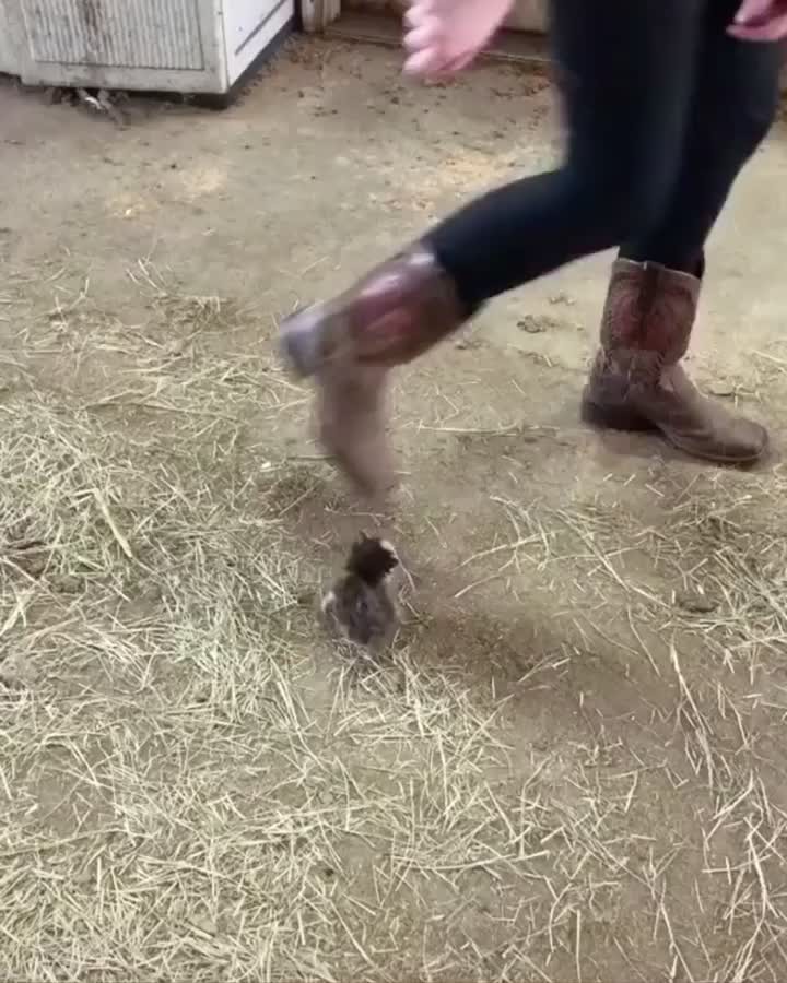 “so smol!!” … full video – https://instagrammernews.com/detail/2451271