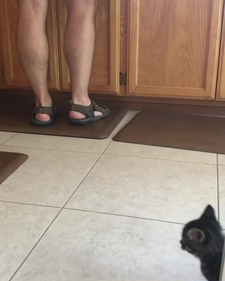 PSA: Don’t give your kitten caffeinated beverages.