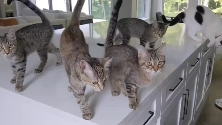 Why have ONE tabby when you could have FOUR?!