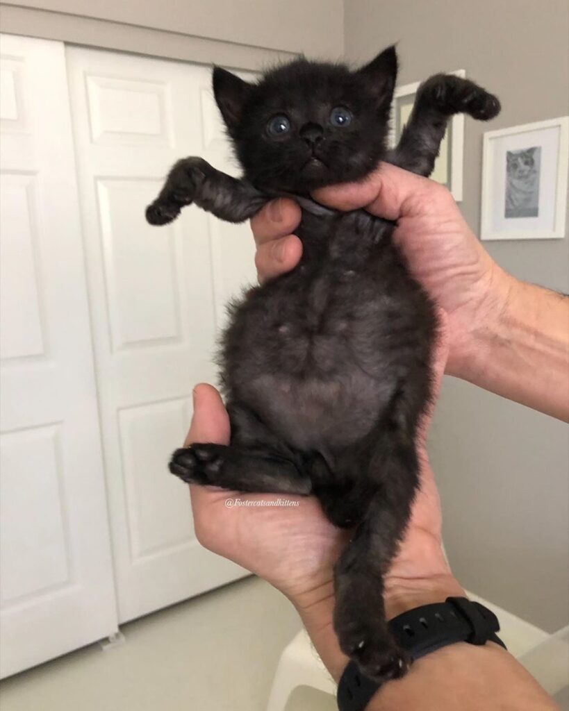 Sir has been working hard on that summer bod