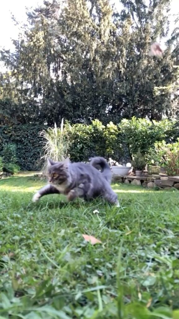 Fluffy Wizardry