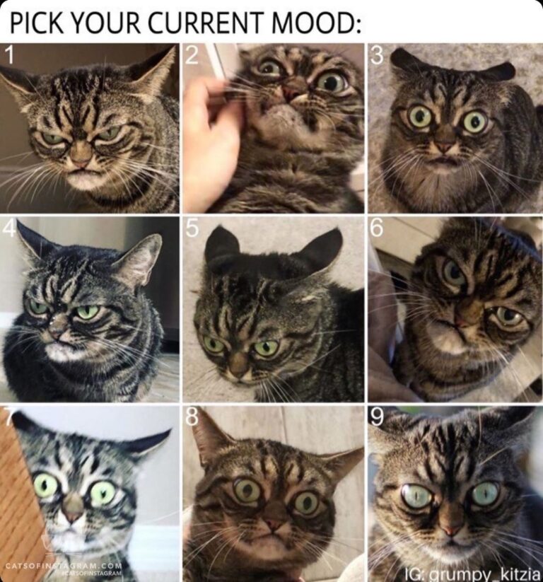 What’s your mood today, human?