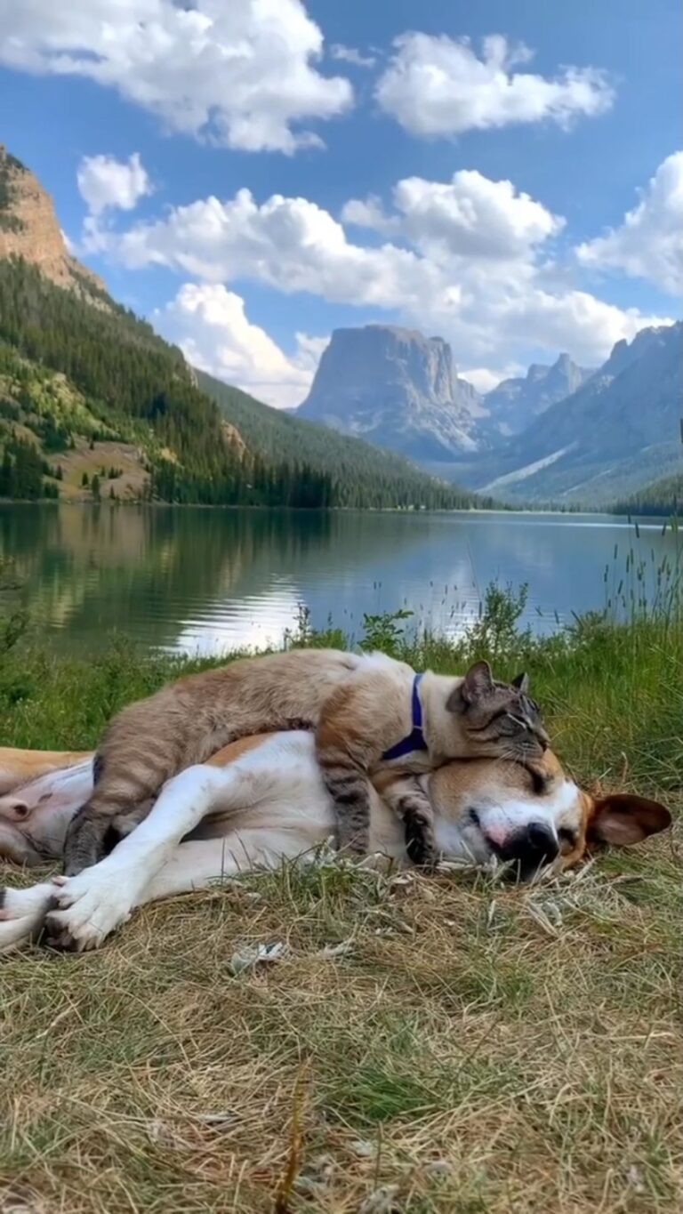 “Took a nap in the most beautiful place. We reallly d