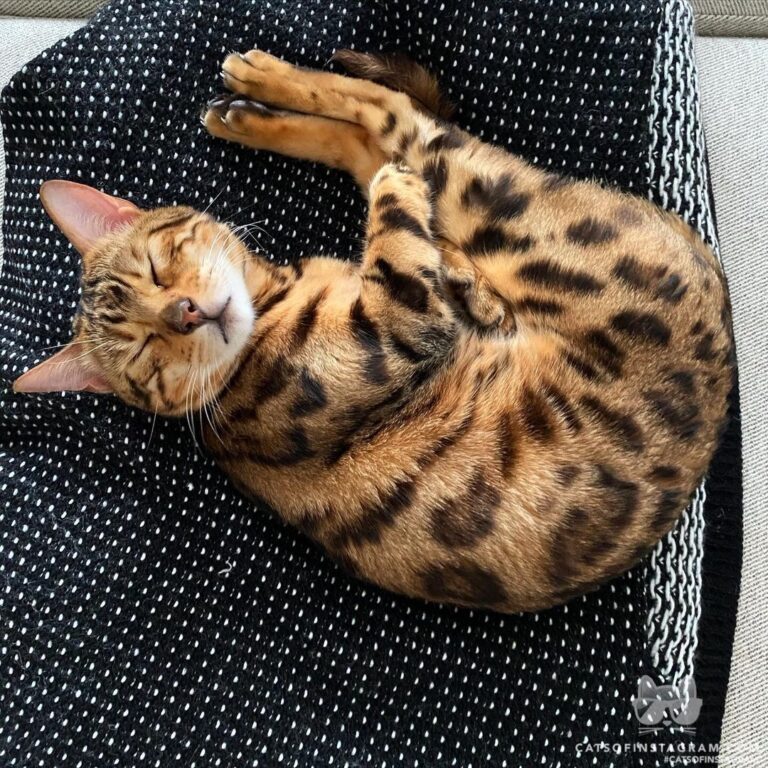 Theodore