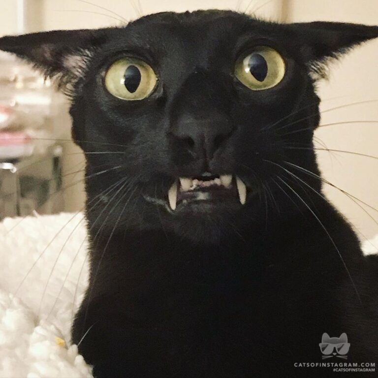 Dexter is a bit rowdy…