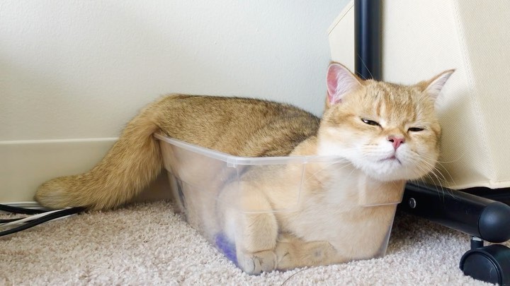 This is a box of cat!