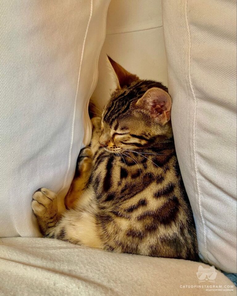 Soft kitty, warm kitty, little ball of fur