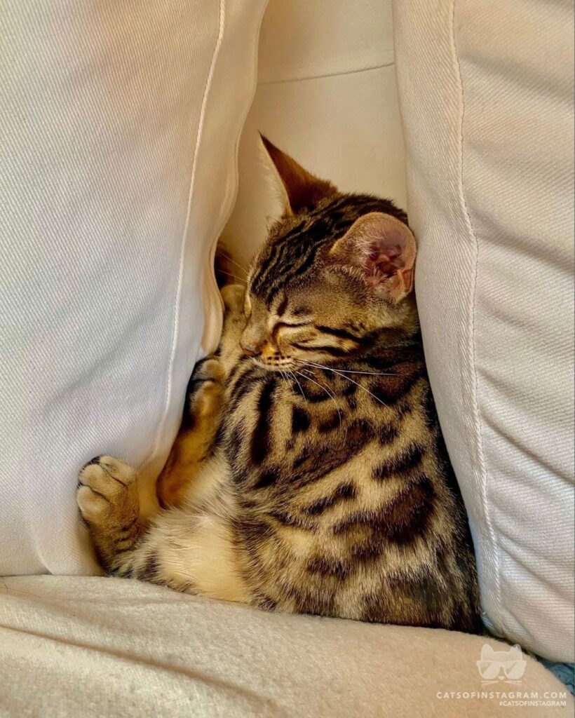 Soft kitty, warm kitty, little ball of fur