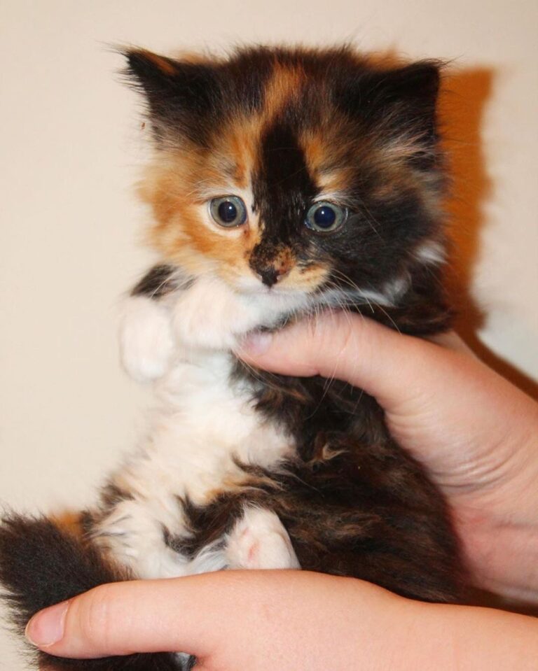 “Meet Sally! The second picture of Sally completely c