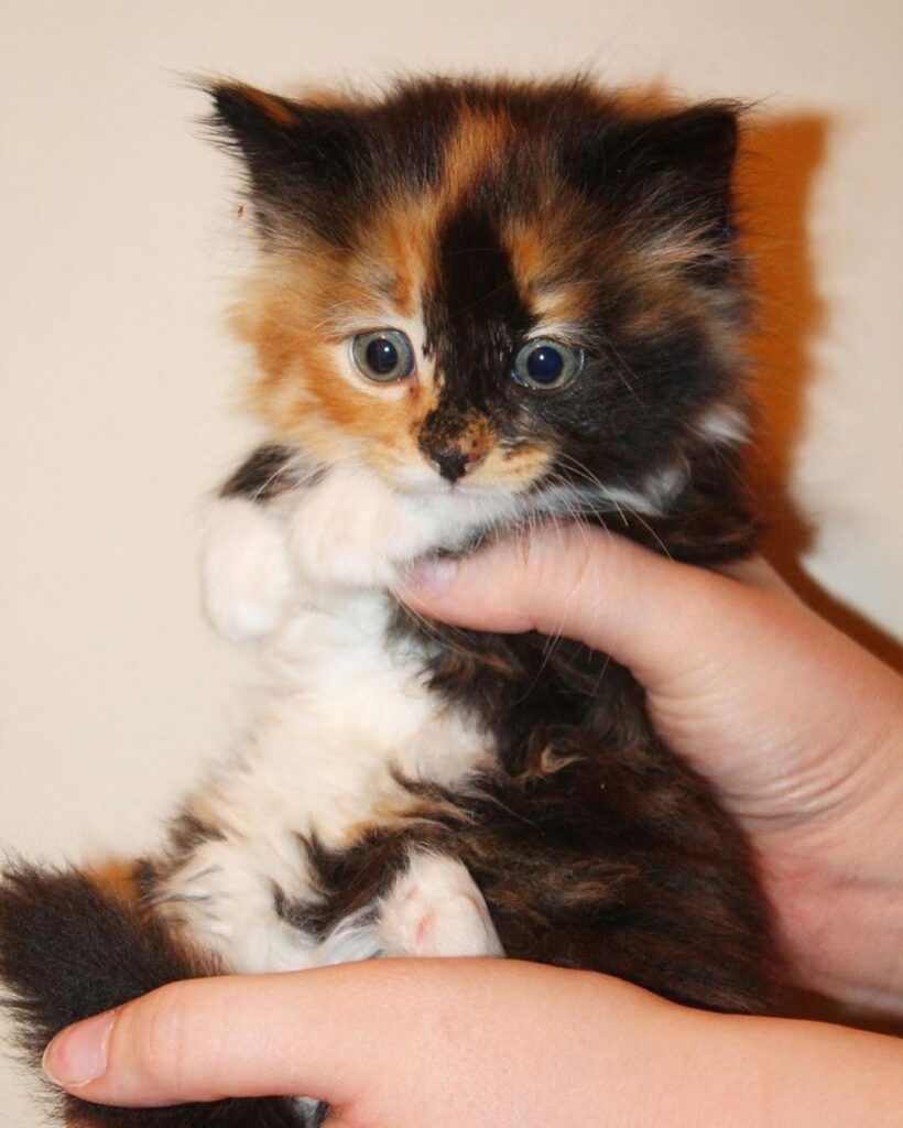 “Meet Sally! The second picture of Sally completely c