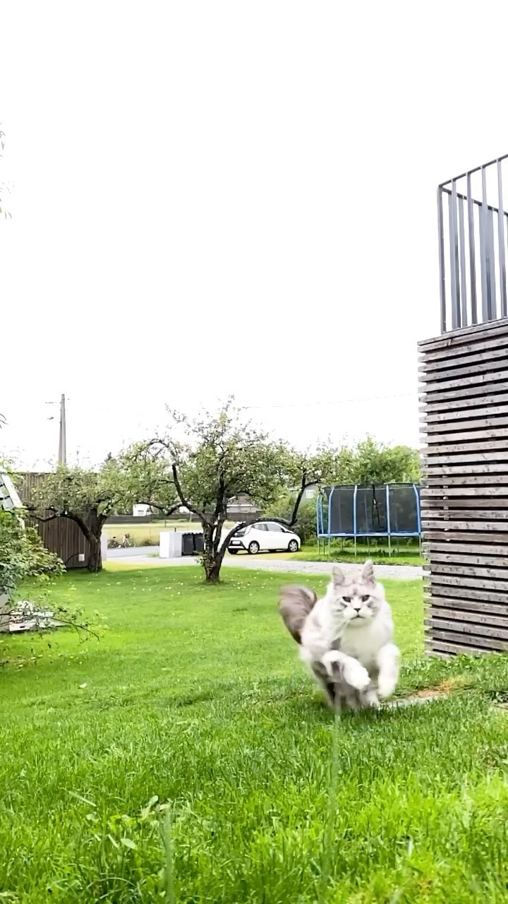 Mr UnderCover Kitty is out and about again!