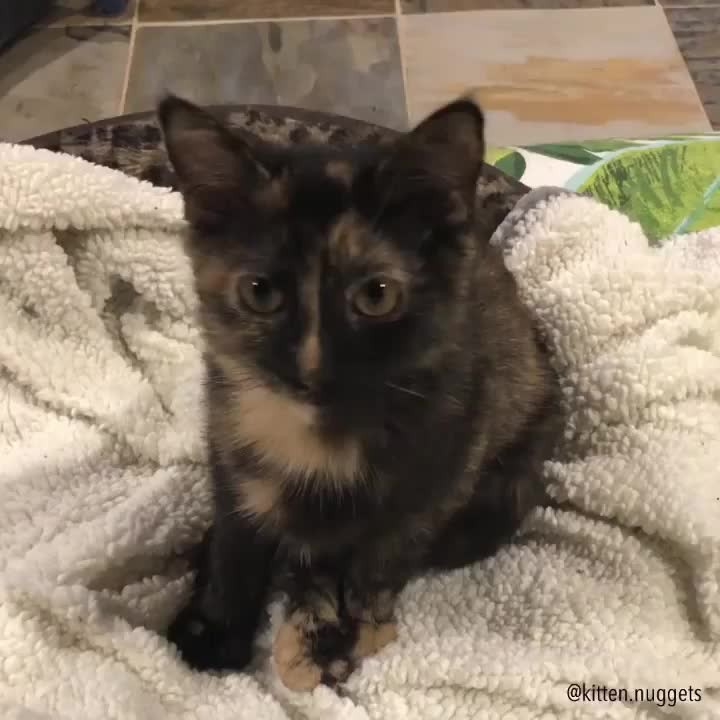 “My sweet cuddly little purr monster!! Miss Mona can make