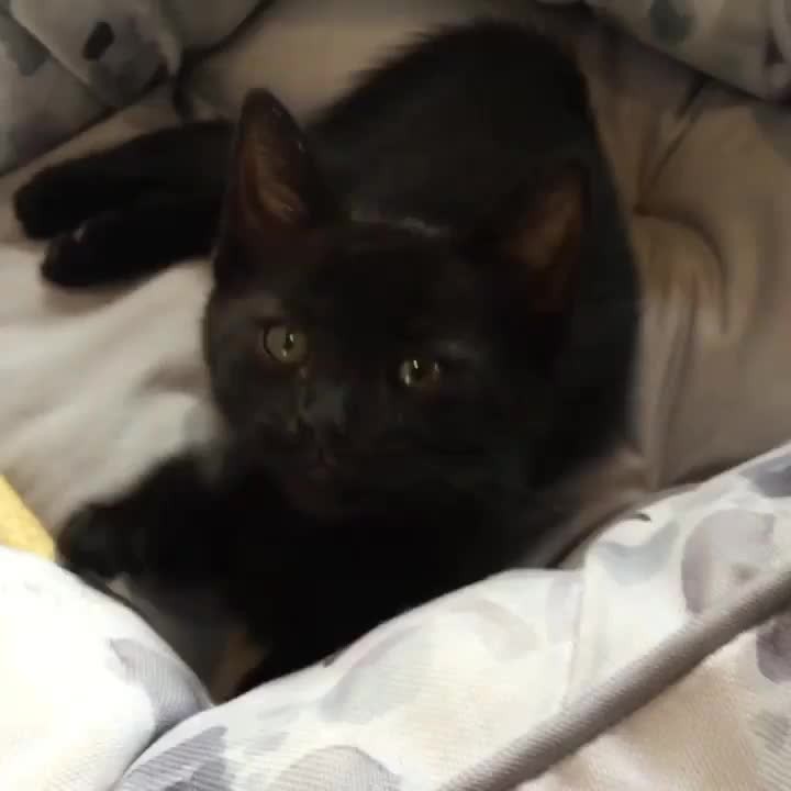 “Don’t interrupt a house panther at nap time ok, they
