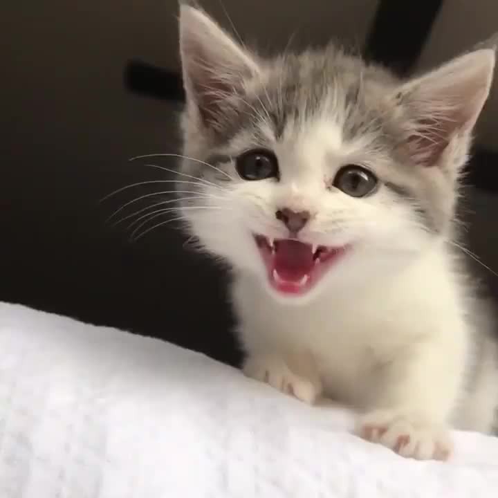 Meows or squeaks?