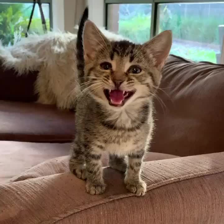 Translator needed – anyone speak kitten?