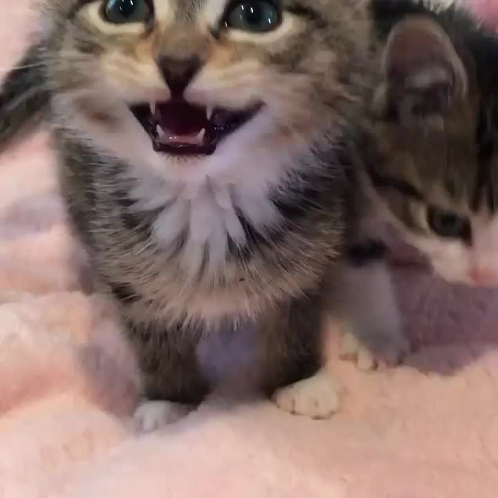Who doesn’t love a chatty kitty
