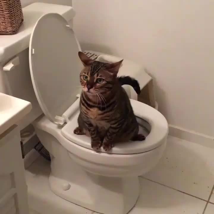 “MY CAT TAUGHT HERSELF HOW TO USE THE TOILET. Sound on for