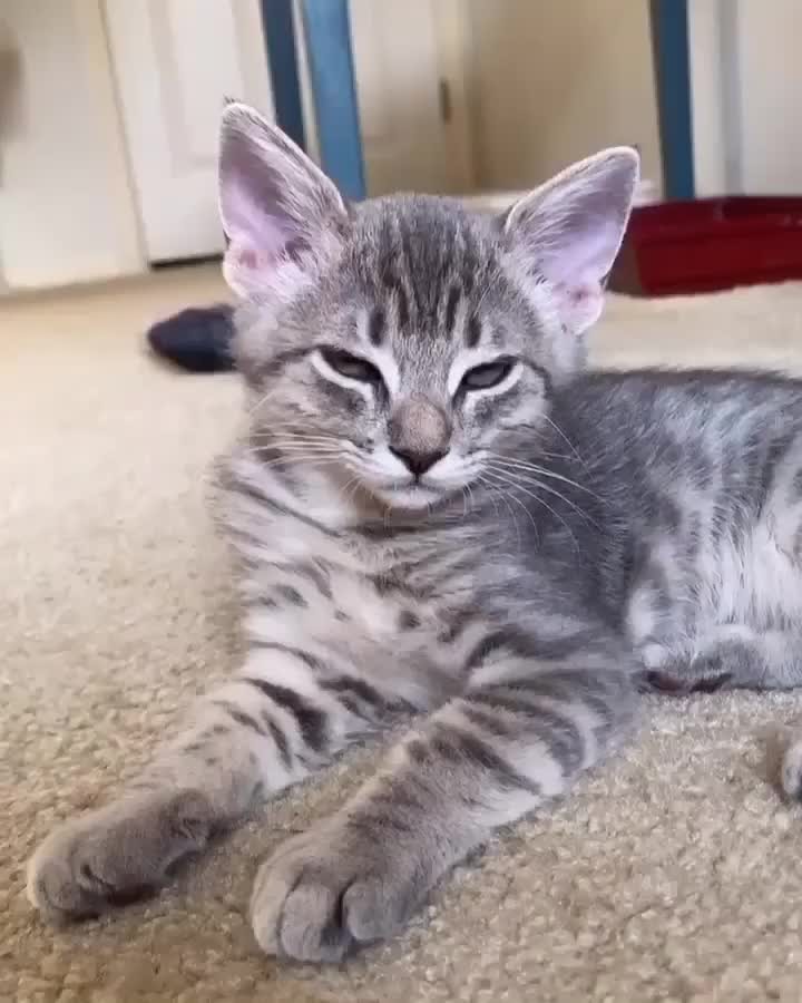 “Little booping video! It’s just very hard for me to