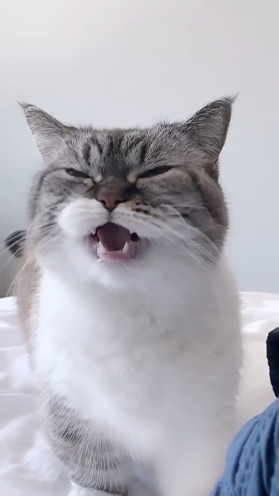 “Cover your ears…Pooky’s got some bad words to say!