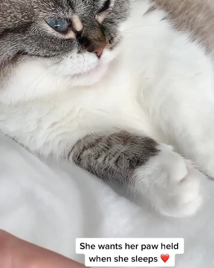 Will you hold my paw while I sleep please?