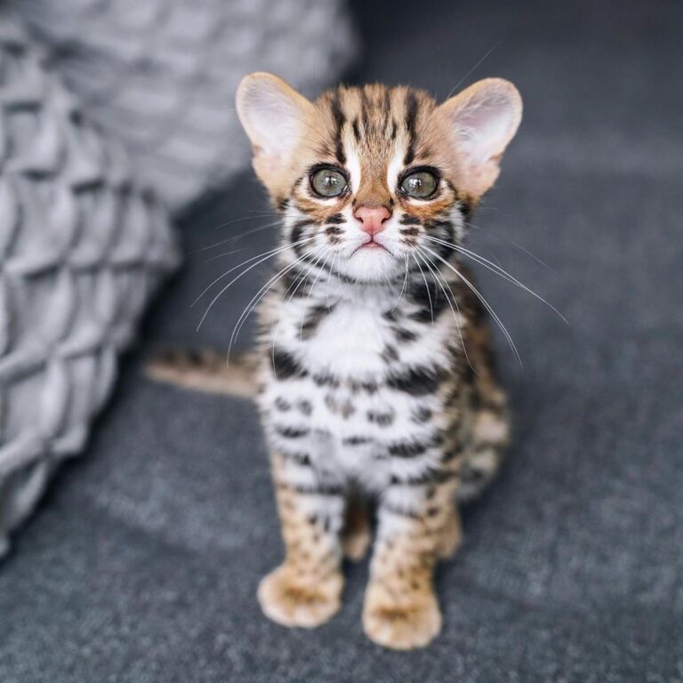 “Hi there, I’m Plato (my humans named me after a philosoph