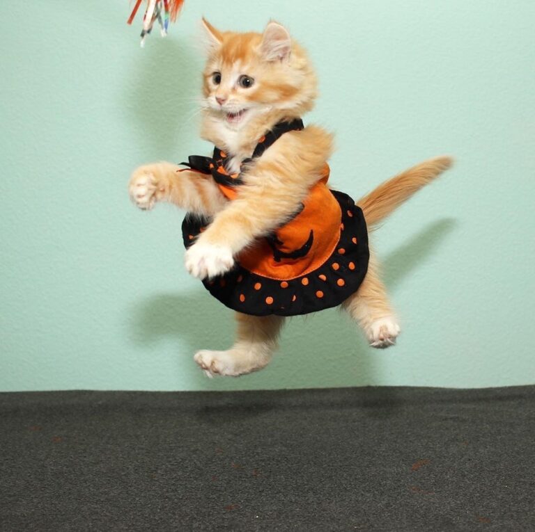 It’s pumpkin time.