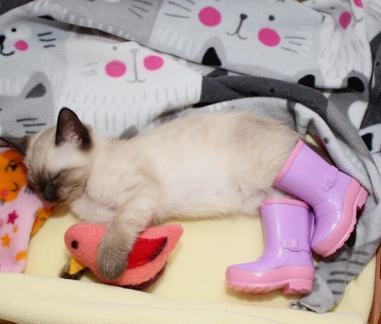 Pre-bedtime nap.