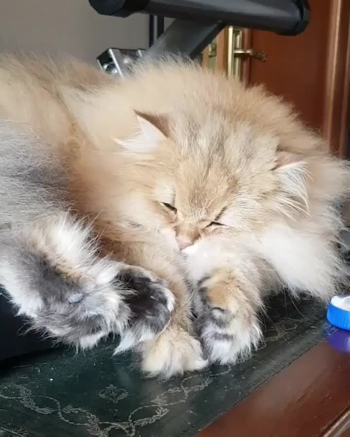 “ SOUND ON! Get ready for the cutest complaints you’ll hear all