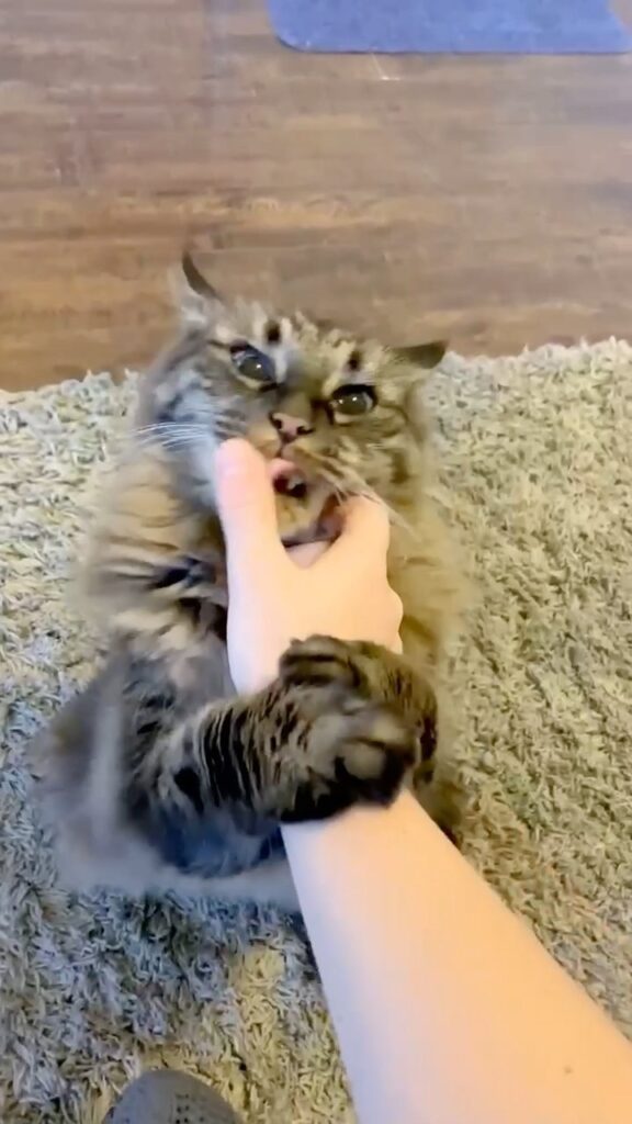 Pretend to pet your cat challenge