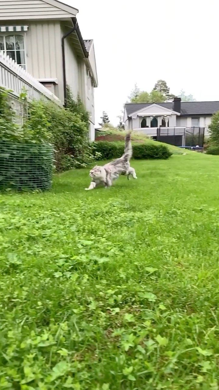 Floof in motion