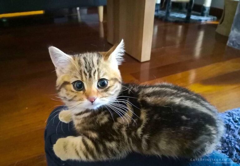 “Can you guess what I heard?” M e o w”