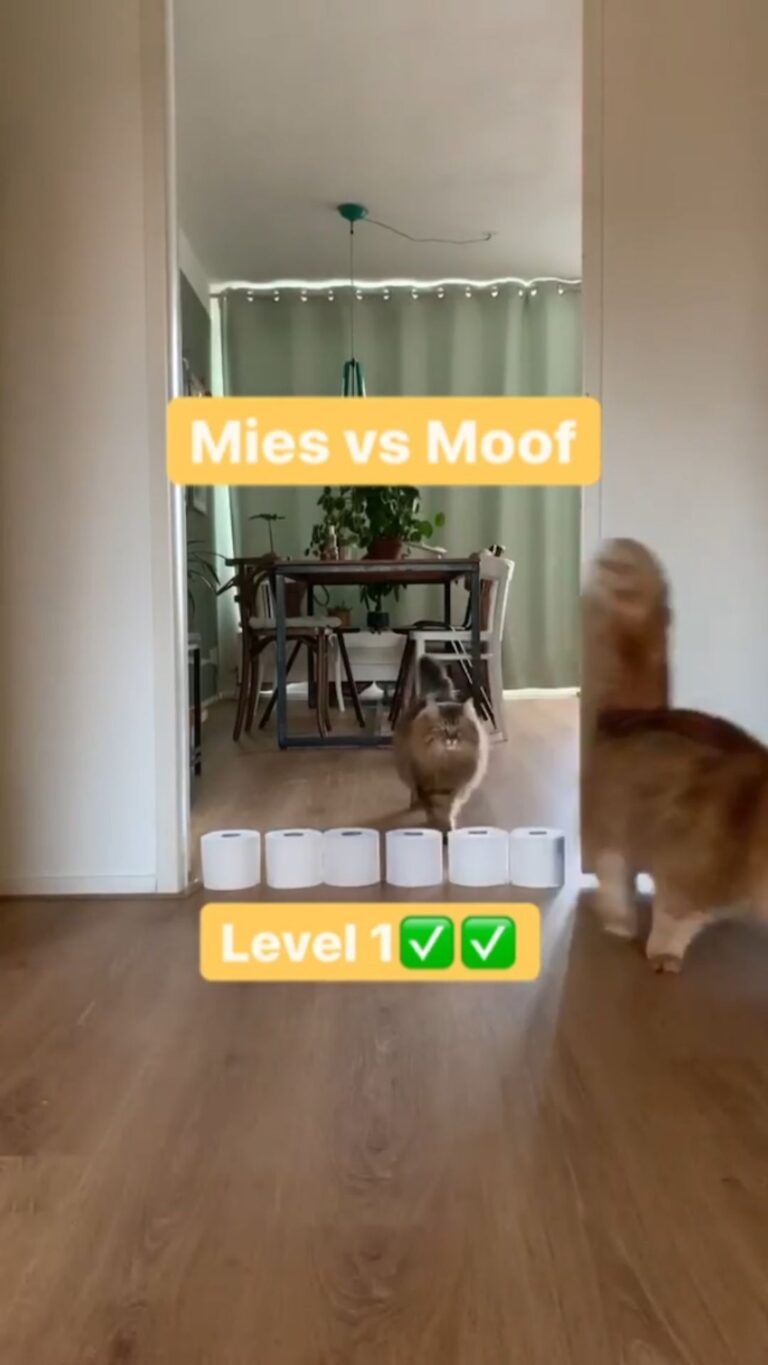 Cat Olympics