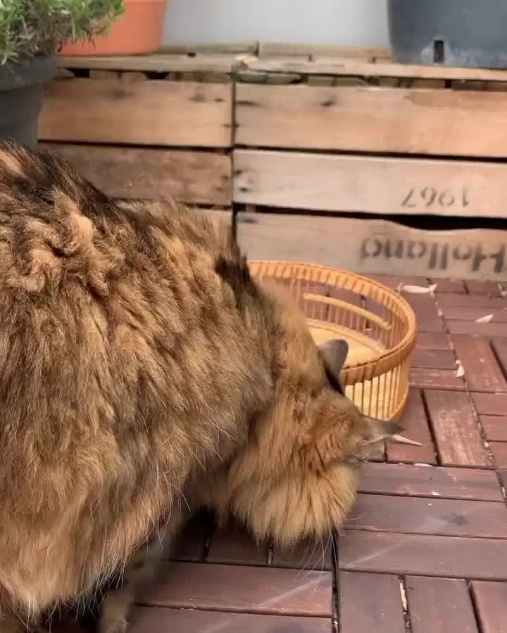 I will defend my territory.
