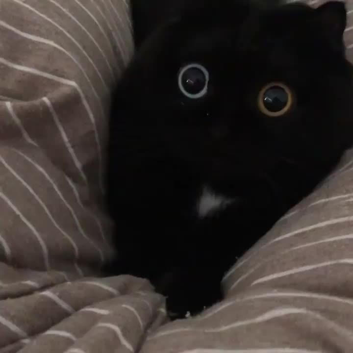 Cute Cat Moment