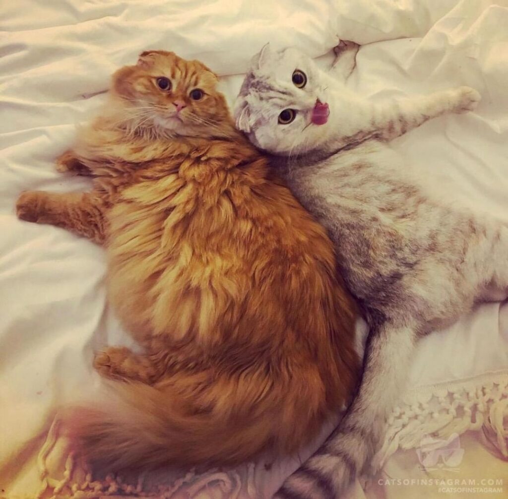 & @cheeto_the_scottishfold: “quarantine buddies but not sociall