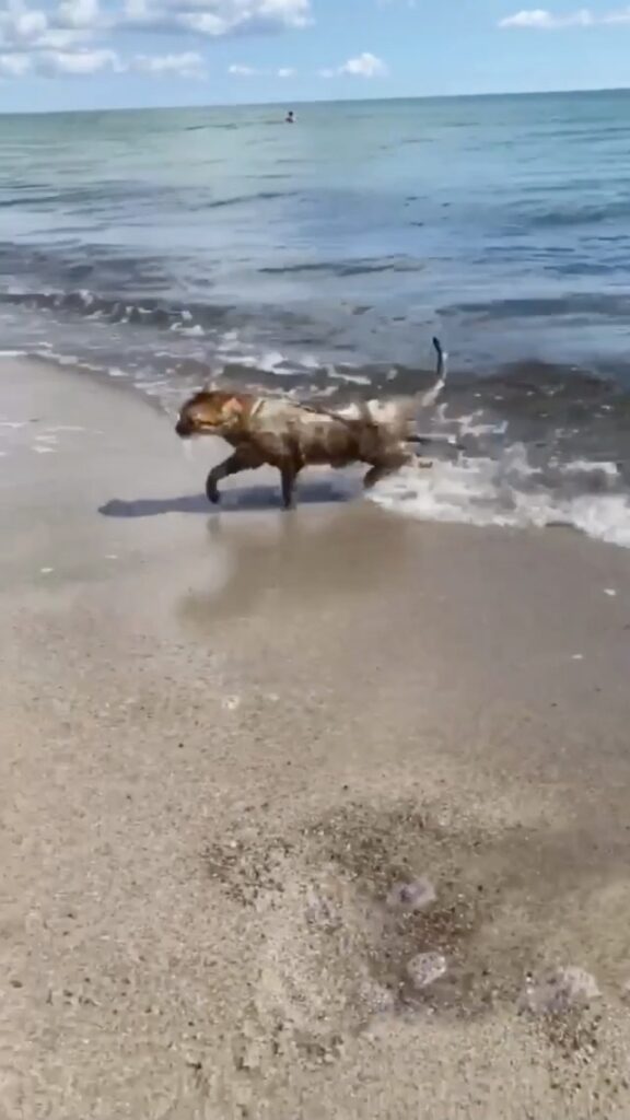 Gilbert is training his swimming skills