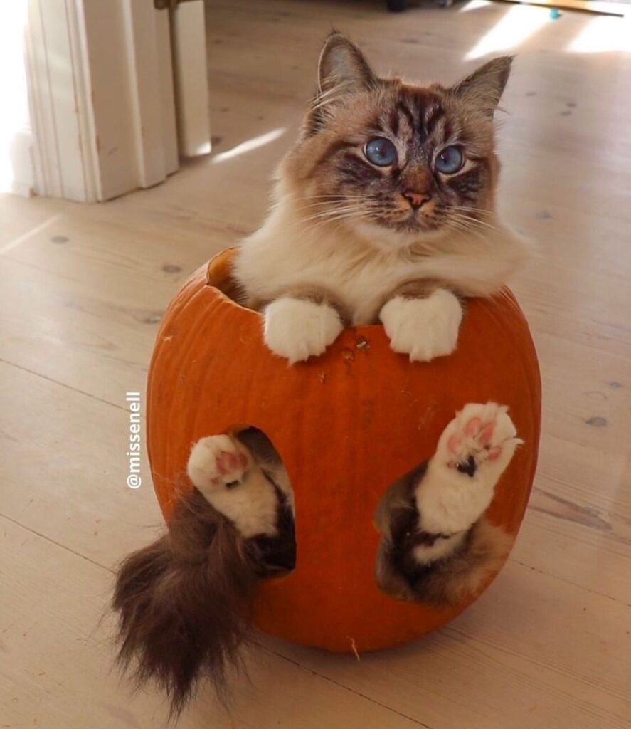 Halloween ready