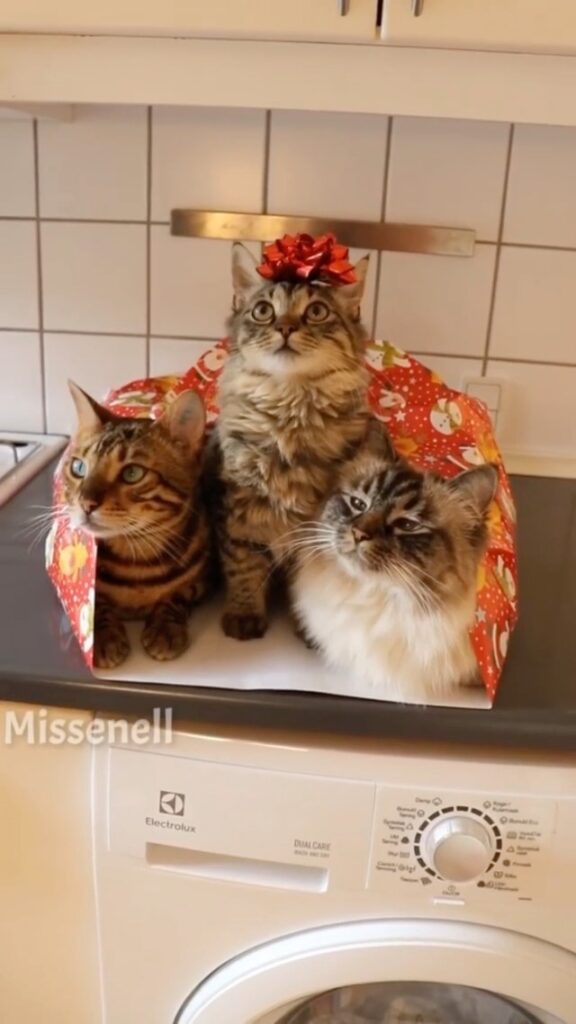 How to wrap your cats for Christmas