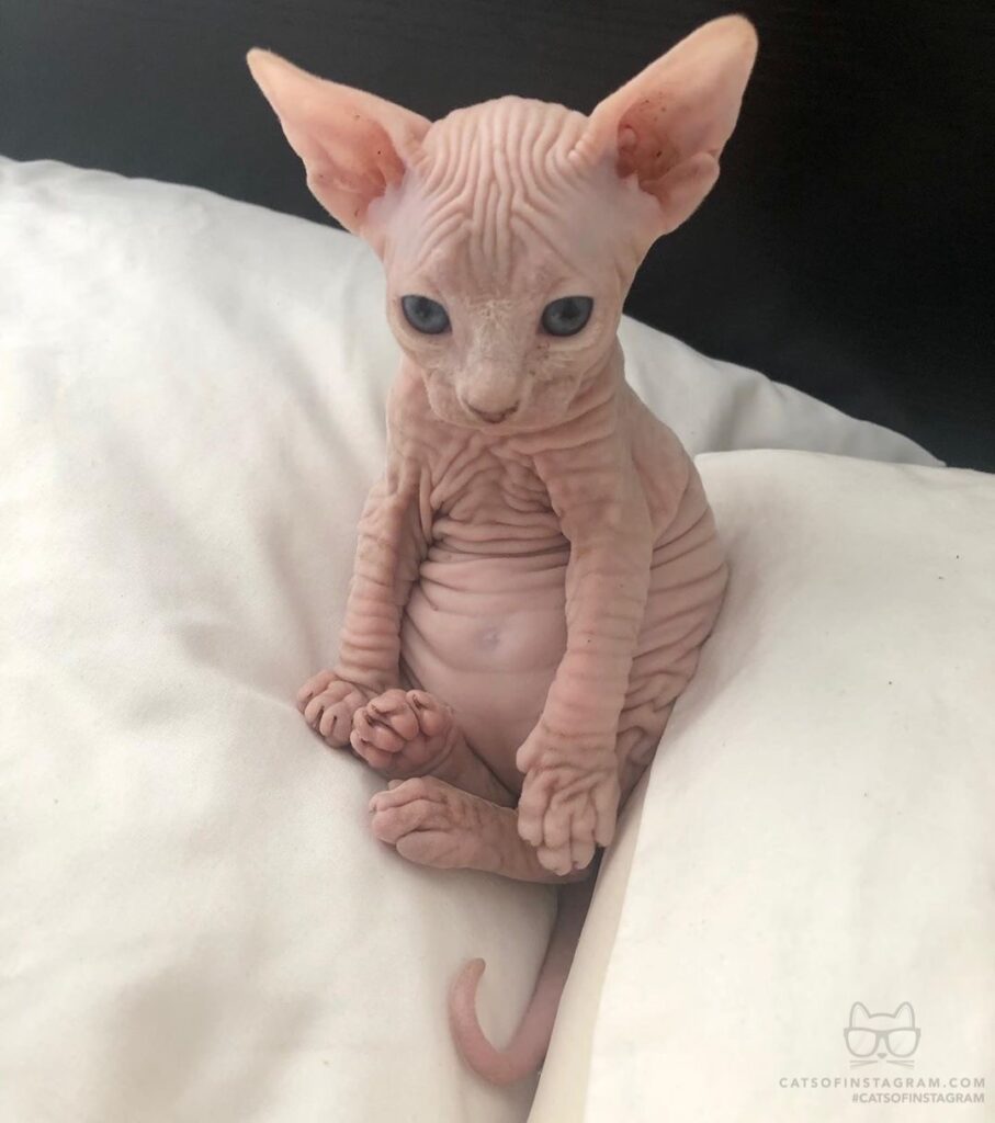 Cute Cat Moment