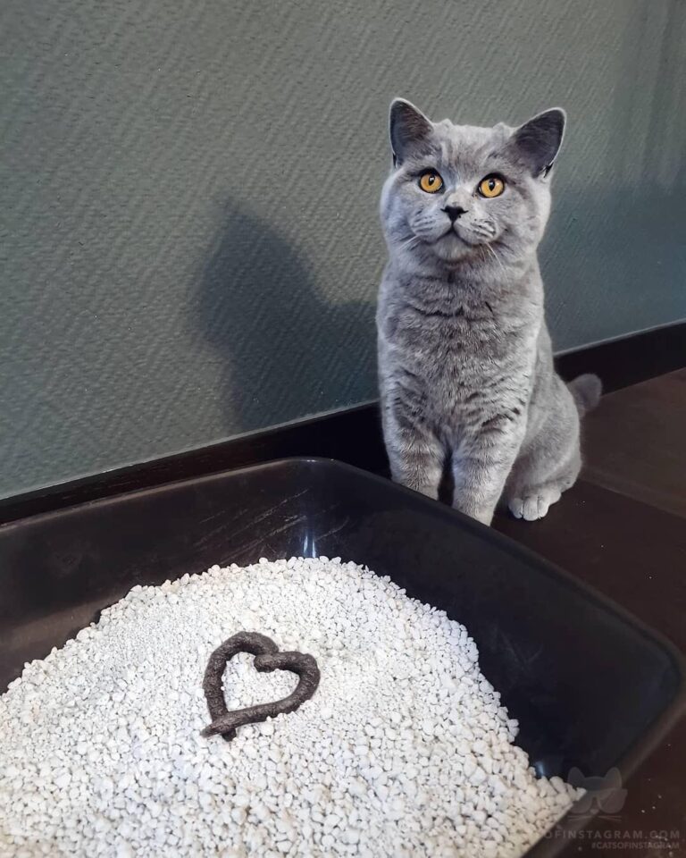 I have a special gift for you hooman.