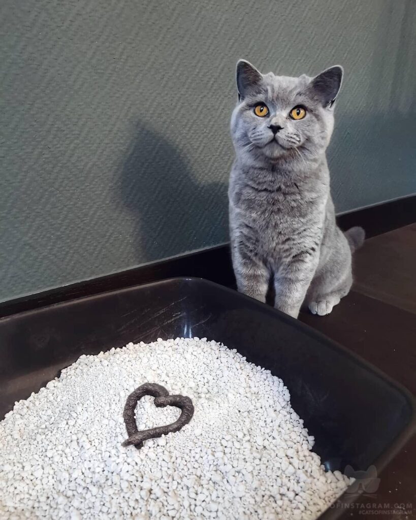 I have a special gift for you hooman.