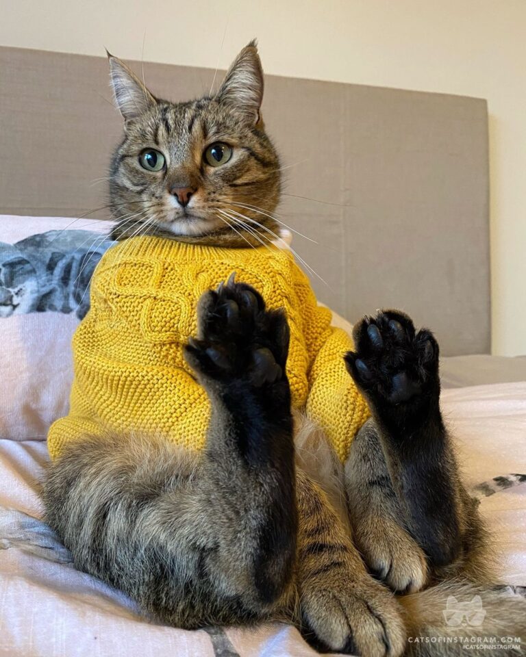 Cute Cat Moment