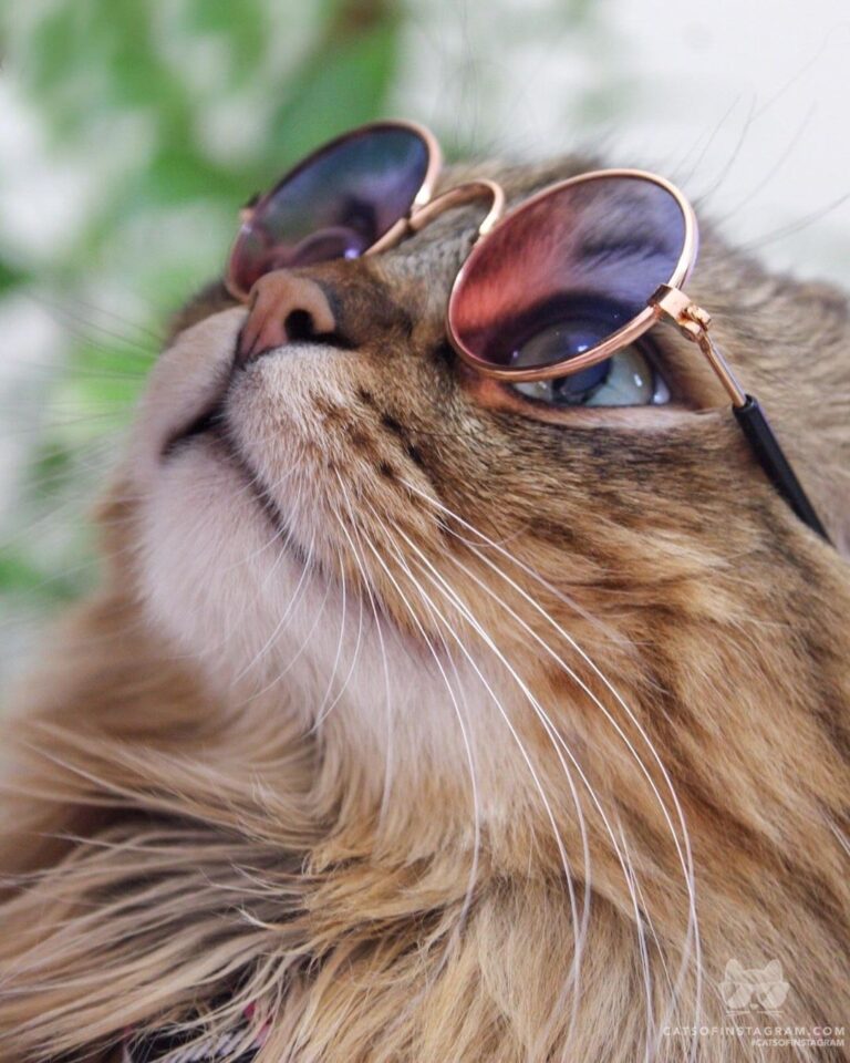 Happy Caturday