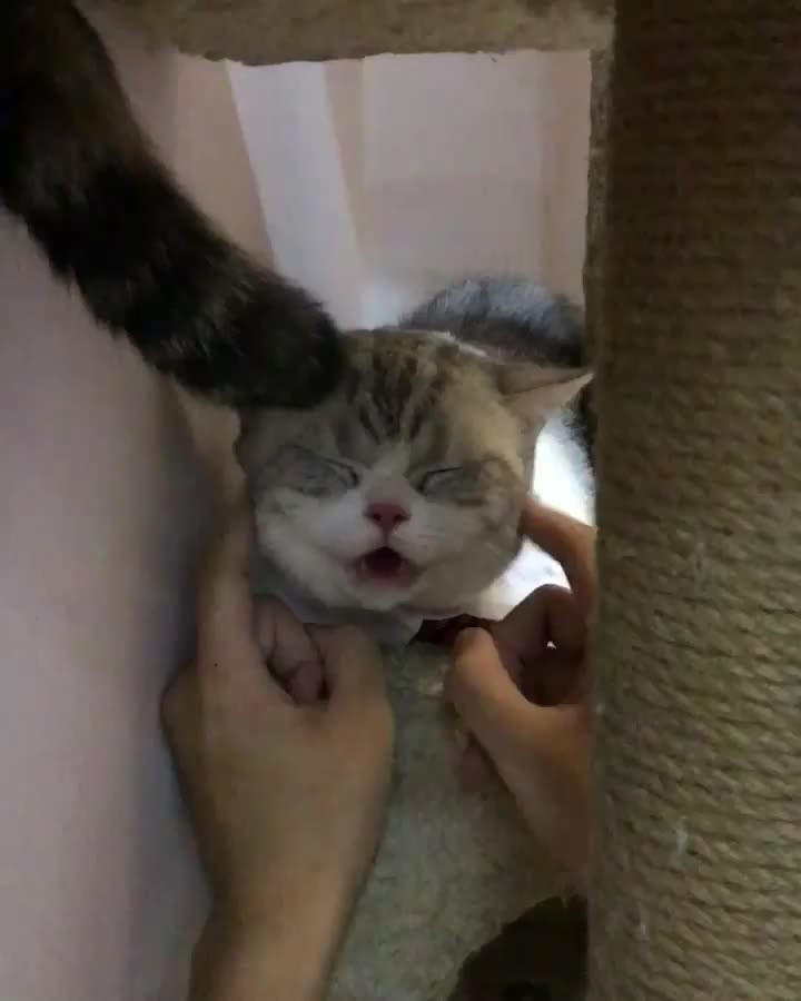 I like dis hooman