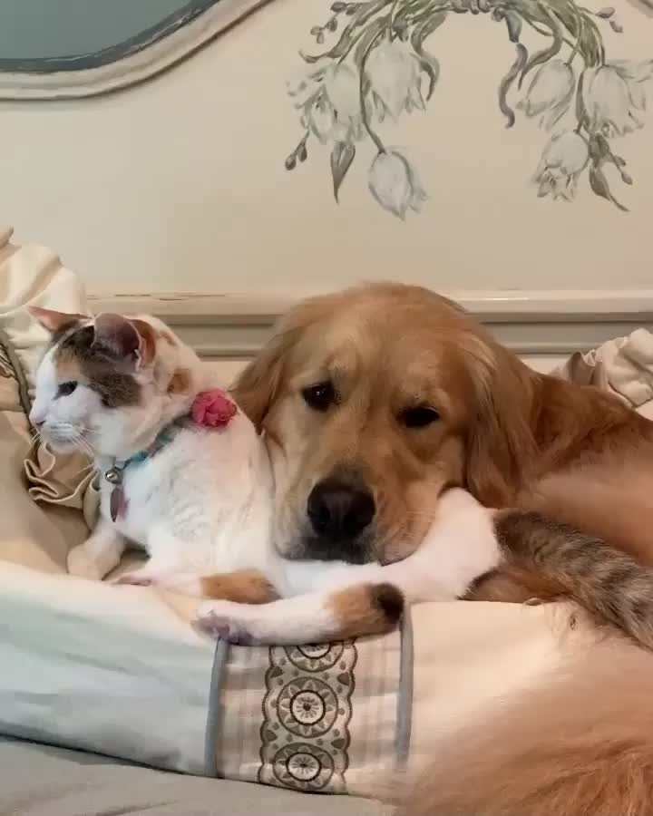 The kitty is in the doghouse.