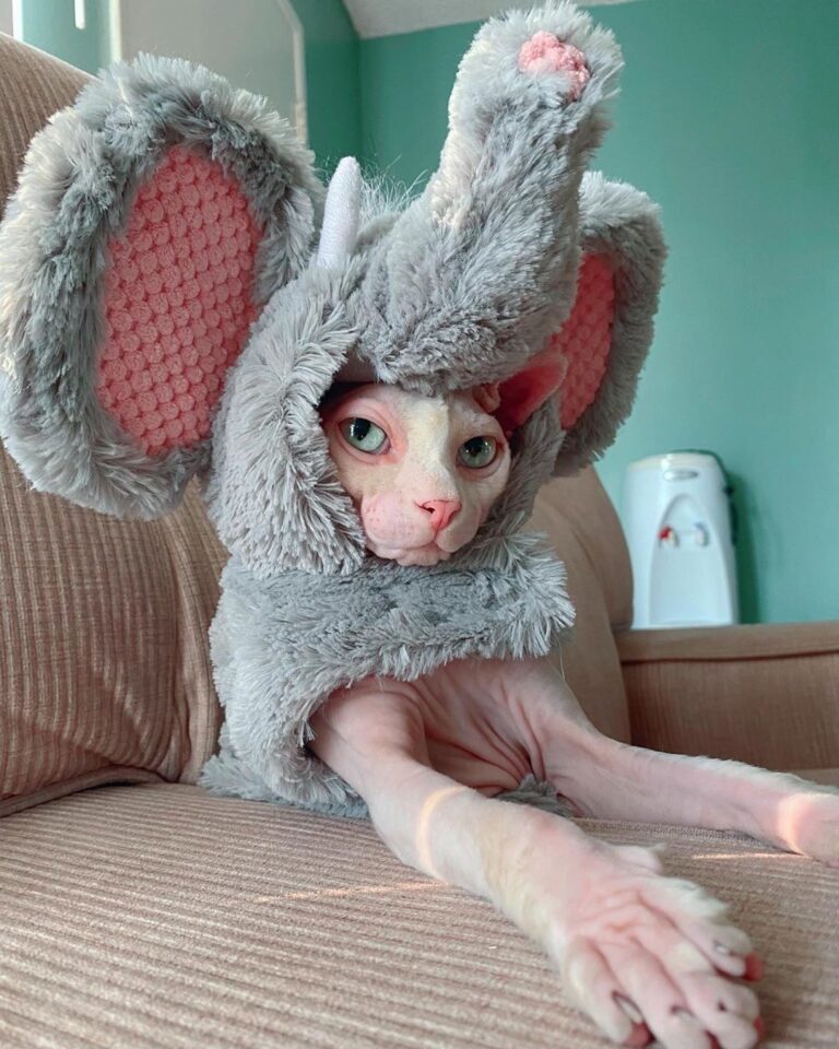 Ready for Halloween 2020