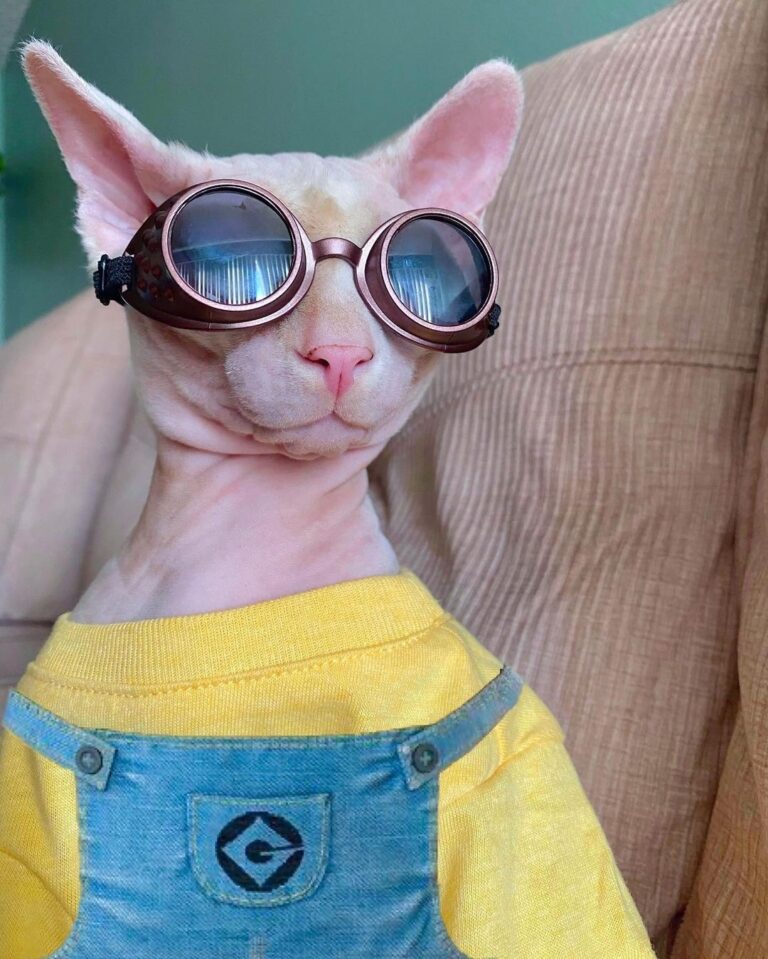 Cute Cat Moment