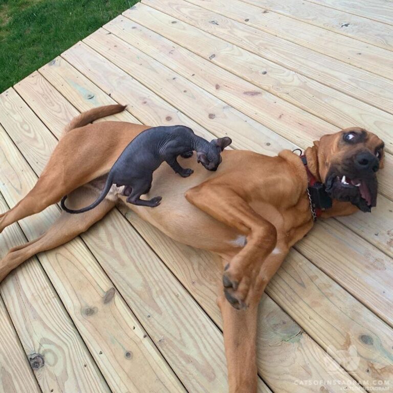We love our furry friend, Moose