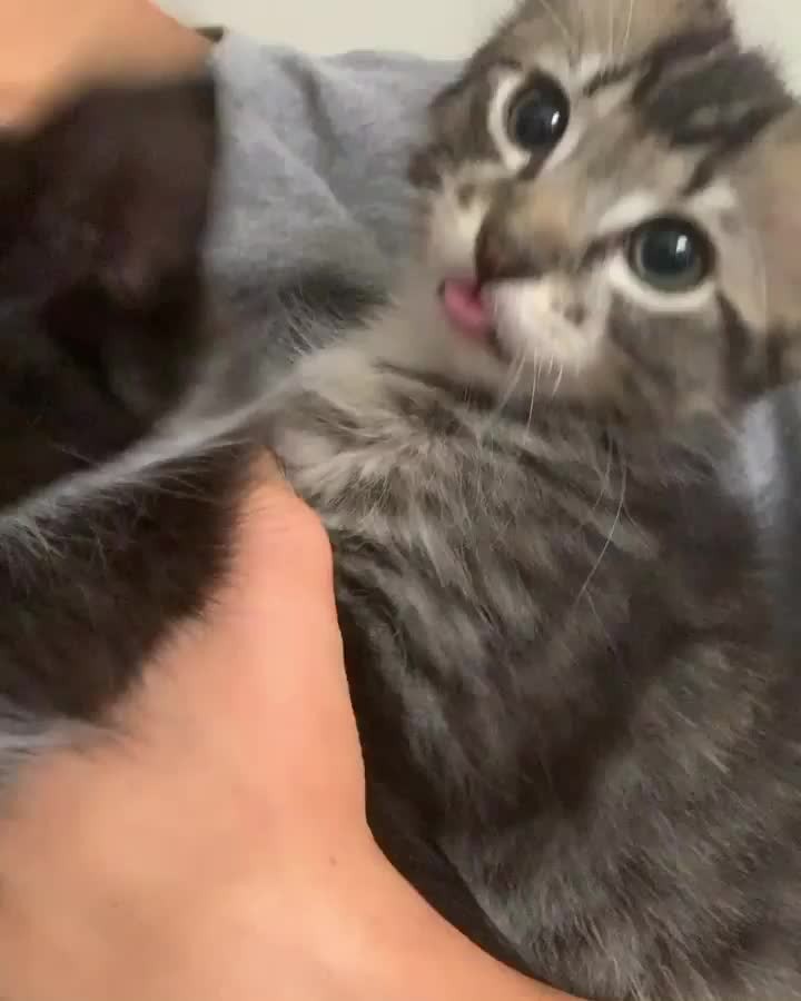 Evidently bleps run in the family with this bunch.