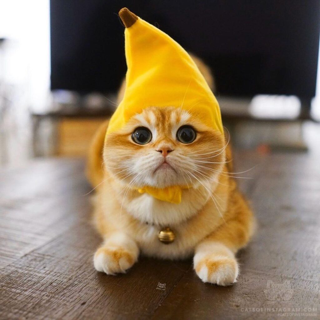I want to keep it simple, so I became a banana